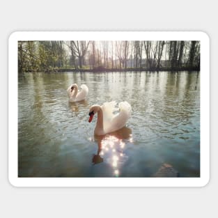 white swans Sticker